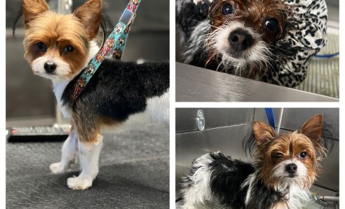 Sherrys K9 Creations 10612 Hatch Dr NW, Albuquerque New Mexico 87114