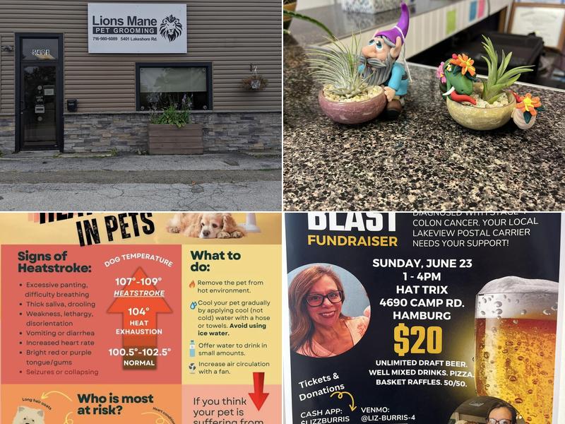 Lion's Mane pet grooming