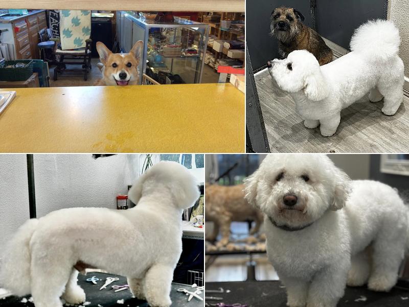 Pretty Paws Pet Salon