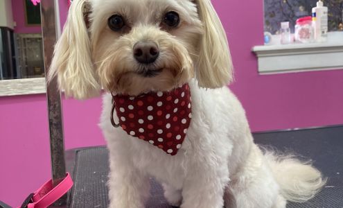 My Paw Place 9 N Main St, Broadalbin New York 12025