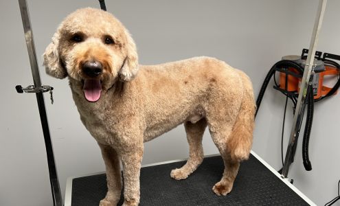 Upstate Pet Grooming 7668 Stoney Lonesome Rd, Williamson New York 14589