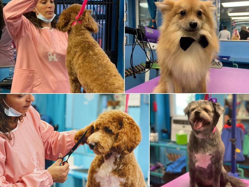 Shiny Paws Grooming & Day Care