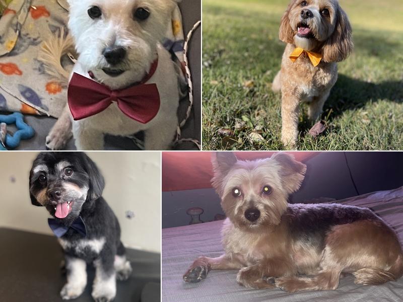 OnePupTwoPup Dog Grooming