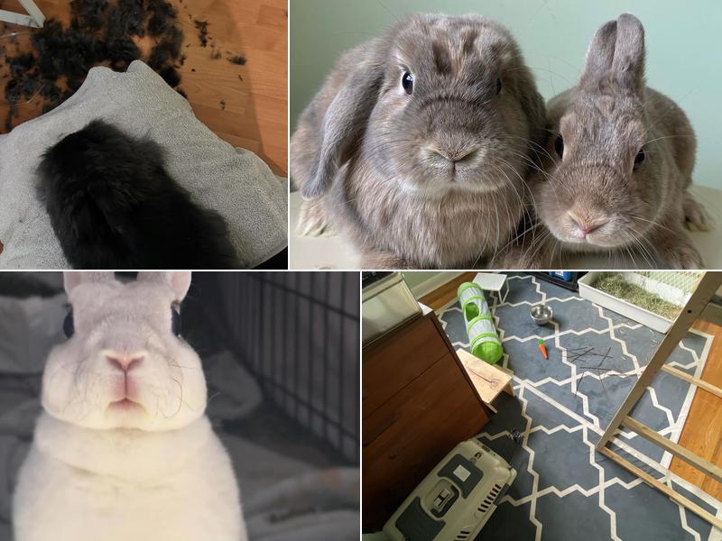 Funny Bunny Services