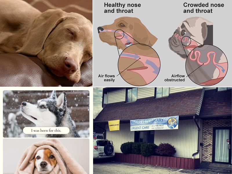 Rivers Veterinary Urgent Care