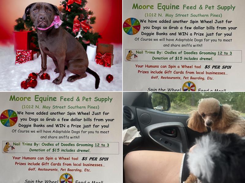 Oodles of Doodles Traveling Pet Grooming