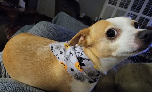 Puppy Luv Pet Grooming 206 Hampton St, Chesnee South Carolina 29323