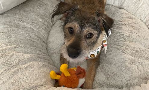 Peachy Kleen Pet Grooming