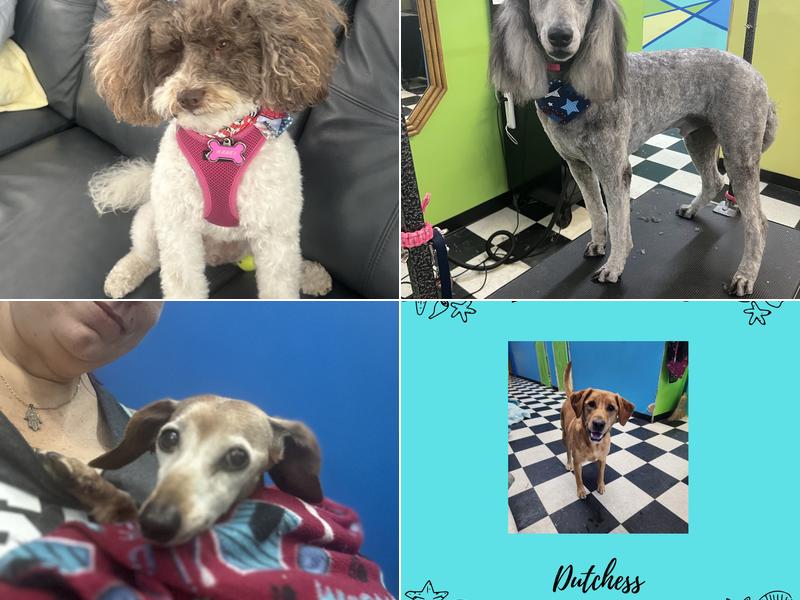 Fur- ever Friends Pet Resort and Spa