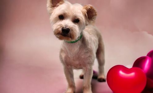 Sweet Peas Pet Salon 218 W Main St, Marshville North Carolina 28103