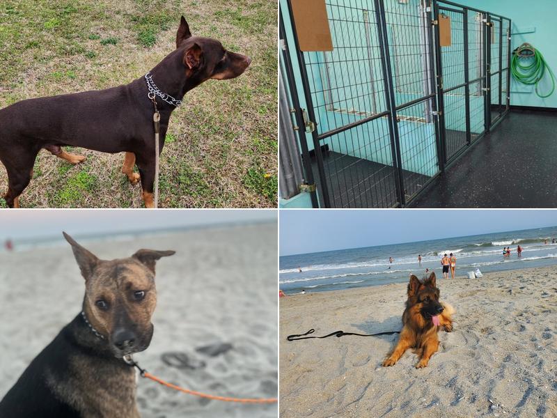 Alpha K9 and Kennels