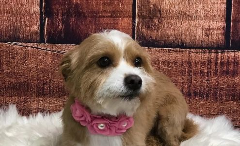 Country Canine Grooming