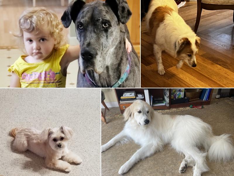 Kim's K-9 Connection