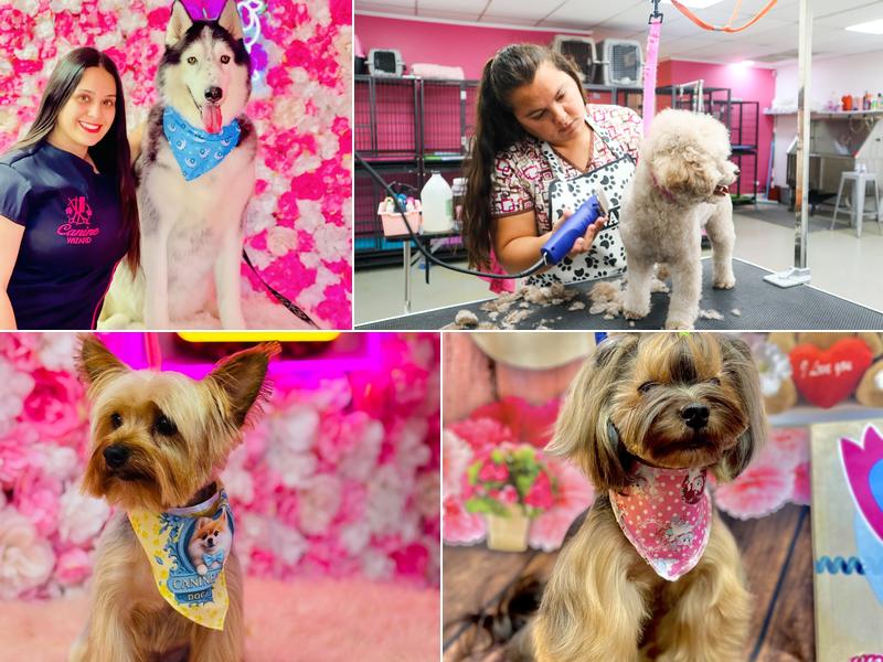 Canine Wizard | Matthews North Carolina | Pet Groomer