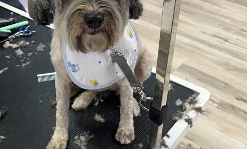 Doggie & Kitty Cat Grooming Salon 4601 Haygood Rd, Virginia Beach Virginia 23455