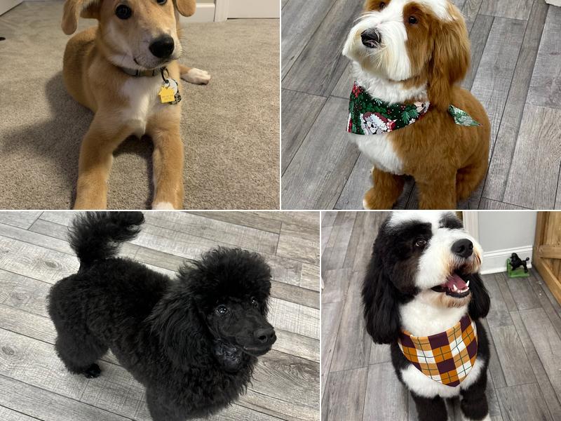 Riddles Classic Grooming