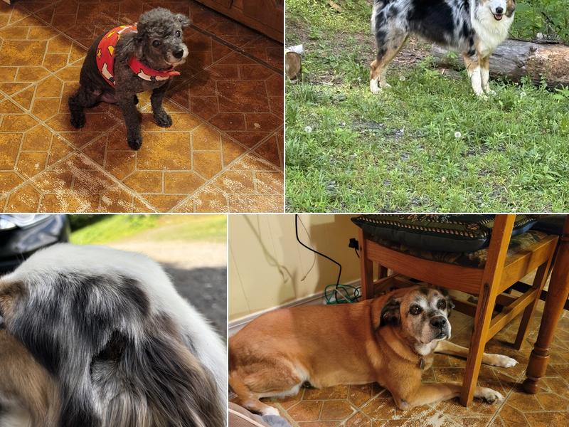 Waggin Tails Pet Grooming