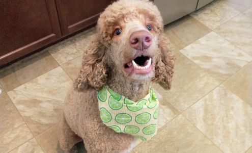 Precious Paws Grooming