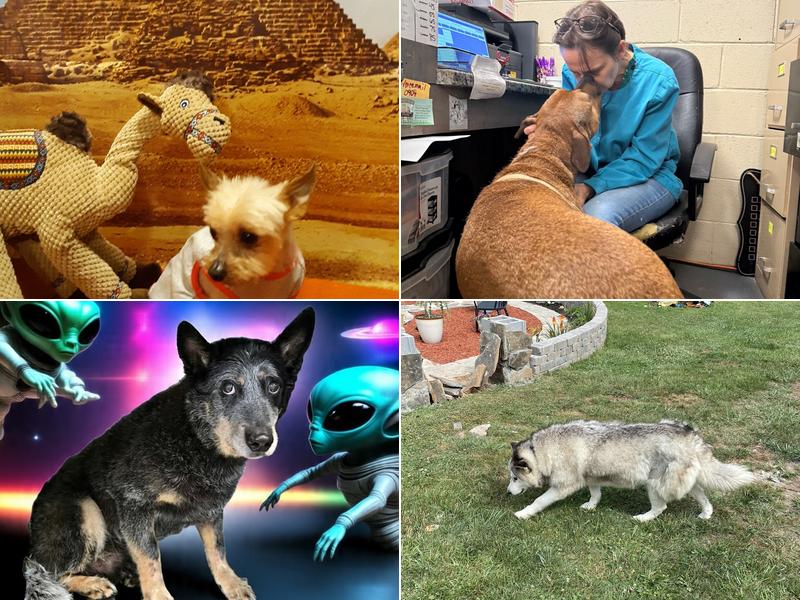 JR Pet Services Waggin' Train, LLC