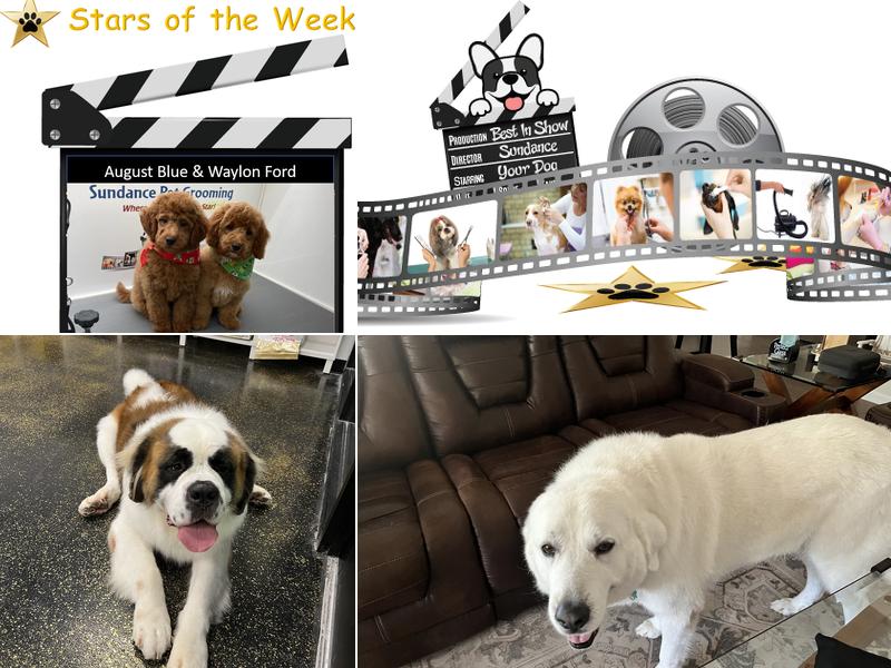 Sundance Mobile Grooming and Sundance Dog Spa