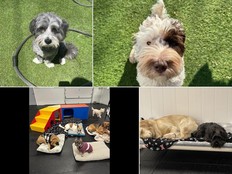 Camp Run-A-Mutt Columbus