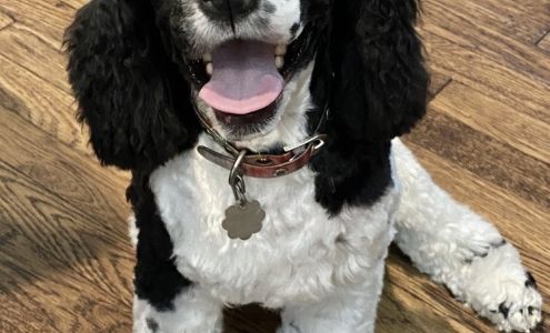 Lee Road Dog Grooming