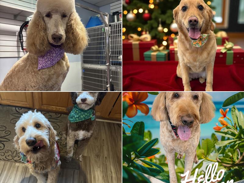 Wagmore Pet Grooming