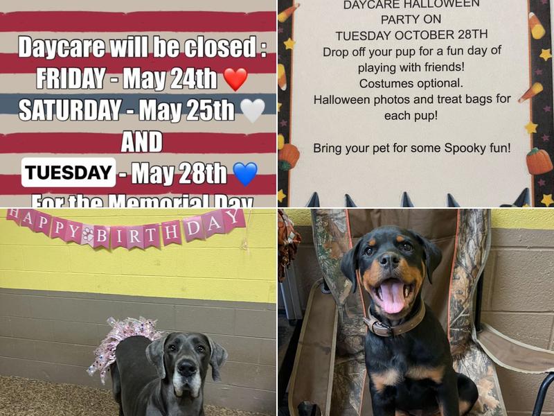 Dahl House Boarding Kennels