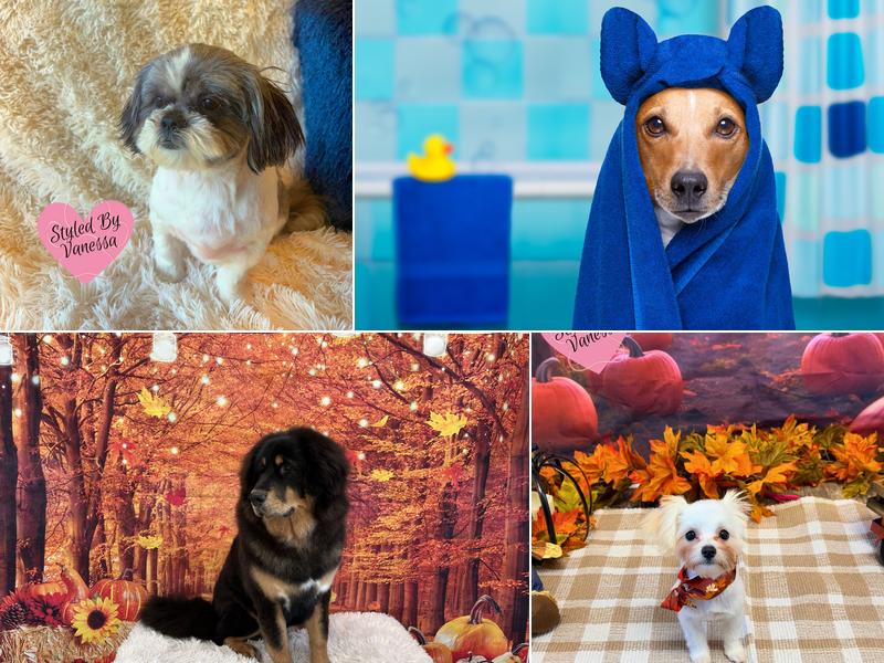 Clean Paws Grooming and Dogwash