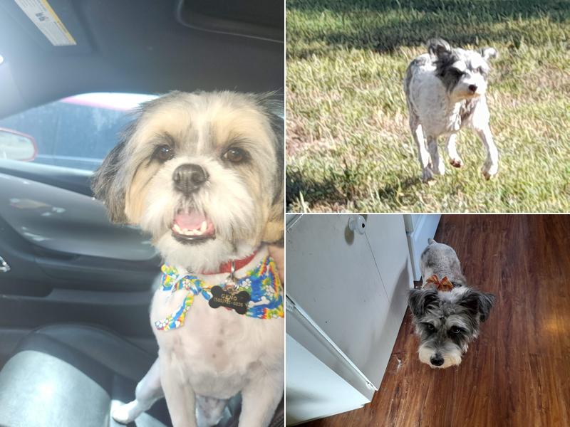 Doggie Style Grooming Salon