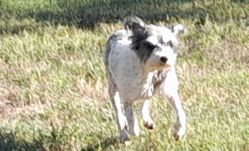 Doggie Style Grooming Salon