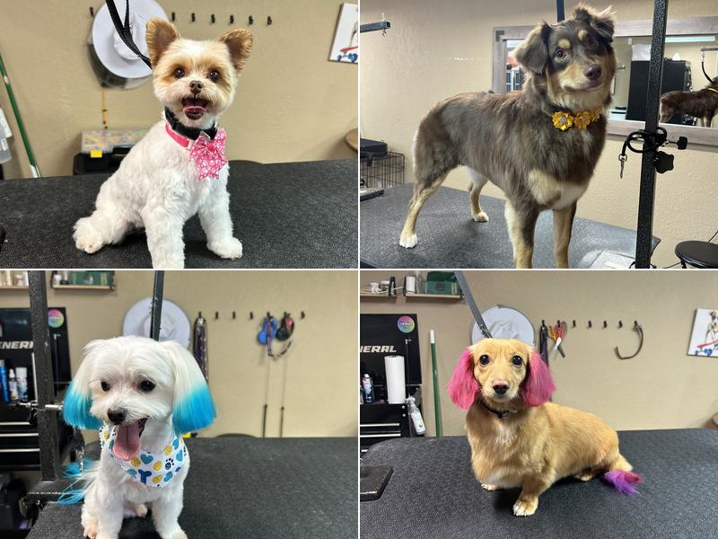 Bark N Buff Pet Salon
