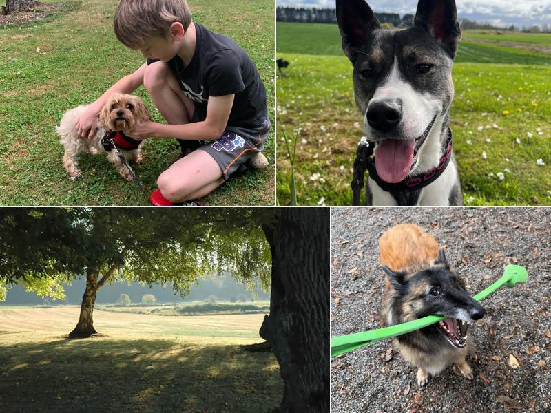 The Charlton Kennels and Farm