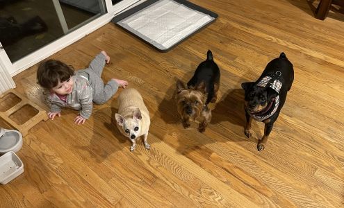 Metro Mobile Groomers