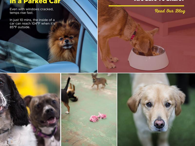 The Dog Stop - Upper St. Clair