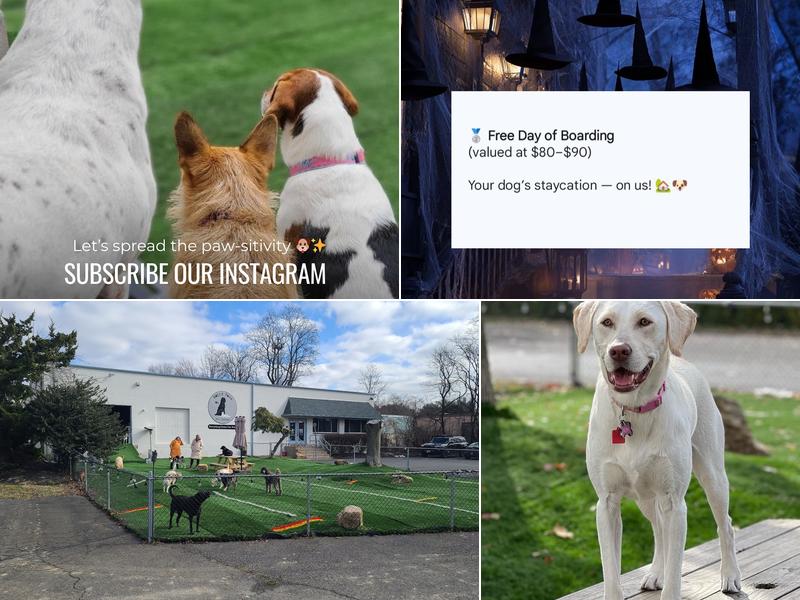 Happy Paws Pet Lounge