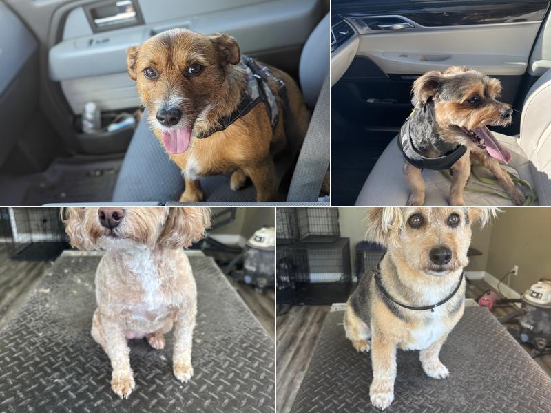 Amie ORourke's MuddyPawz Dog Grooming