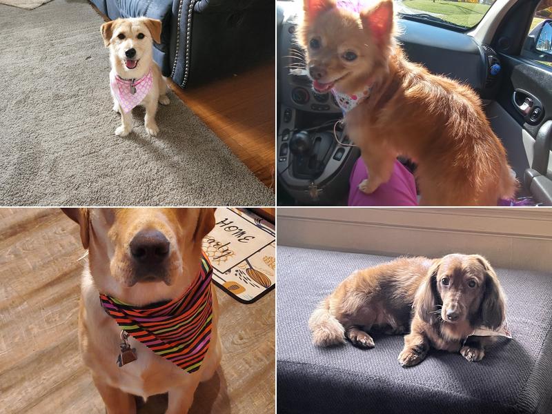 Pawla Dees Pup Salon