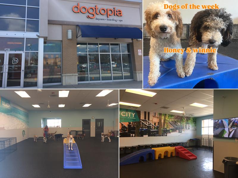 Dogtopia of Limerick