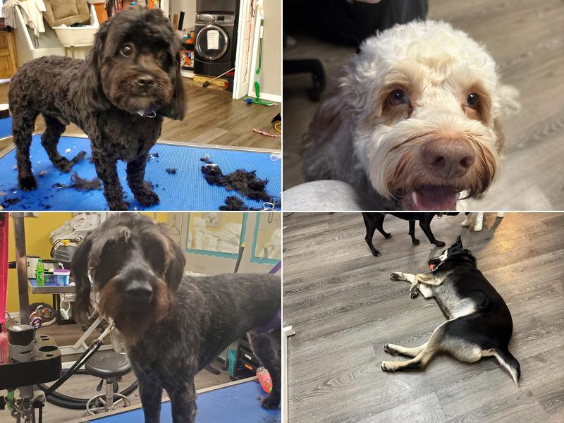 Shaggy Maggy's Paw Spa