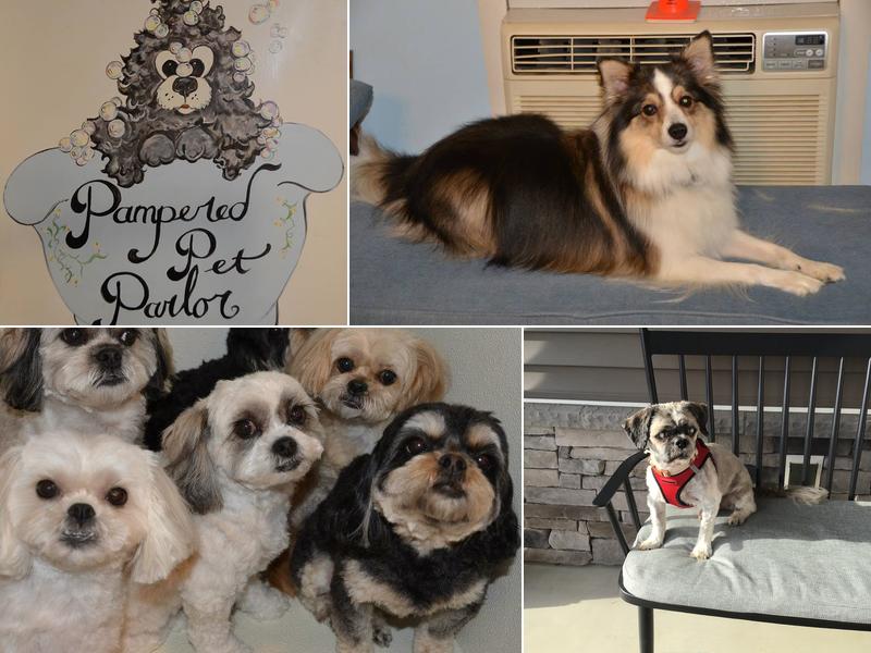 Pampered Pet Parlor