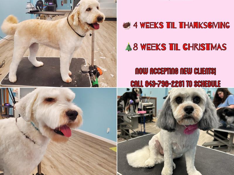 Scruffy to Fluffy Dog Grooming