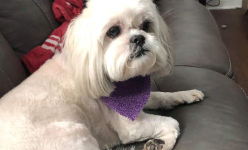 The Groom Room 55 Burndale Ln, Camden South Carolina 29020