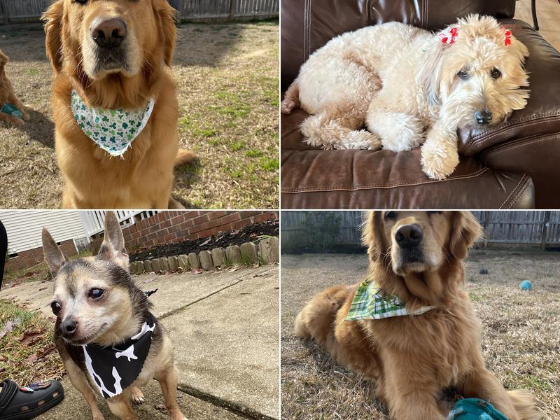 Woof Gang Bakery & Grooming Chapin