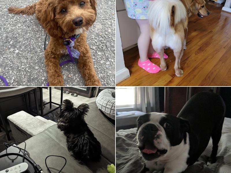 Happy Wags Lodge & Spa and Mobile Grooming