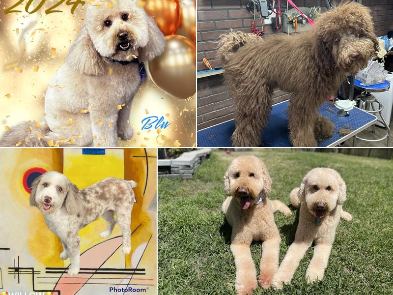 Primp Your Pup Grooming