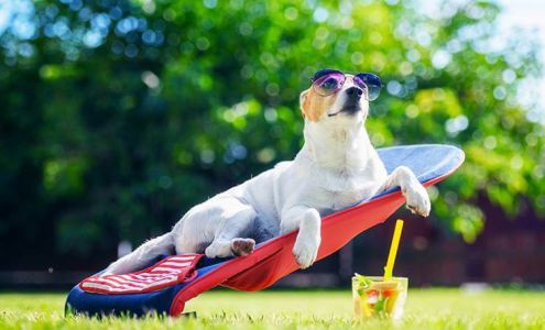 The Cool Dog Country Club