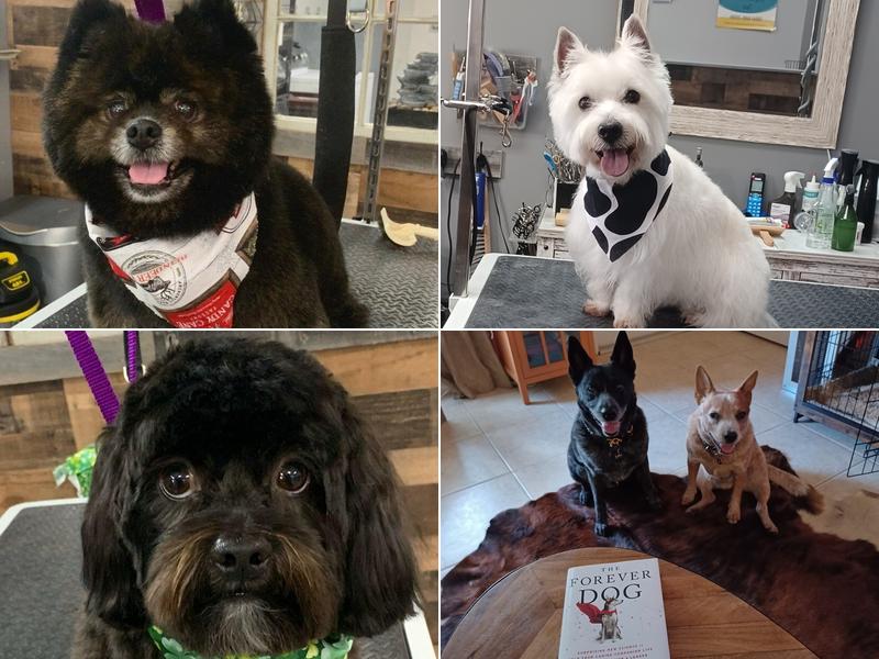 Bark In Style Dog Grooming Salon & Spa