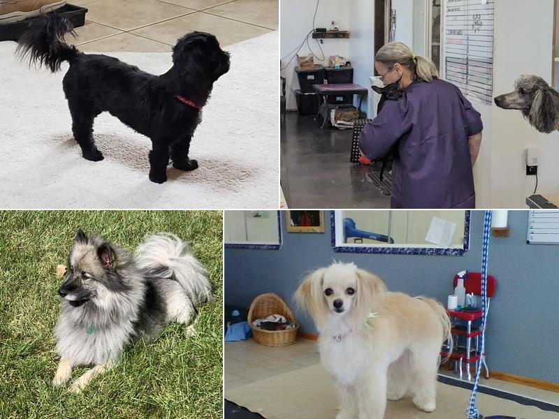 T & Bonnie's Grooming