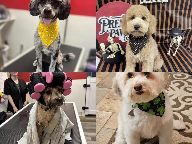 Premier Paws Pet Grooming